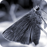 Monarch